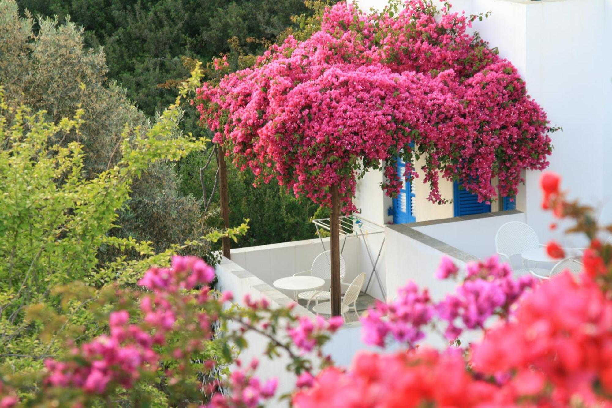 Alexandros Hotel Platis Gialos  Eksteriør bilde